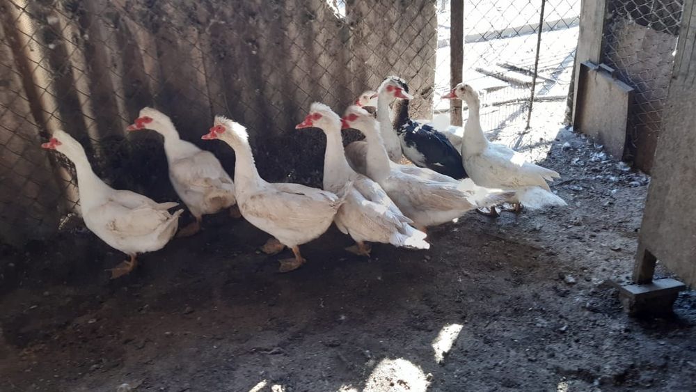 Продаётся индоутки