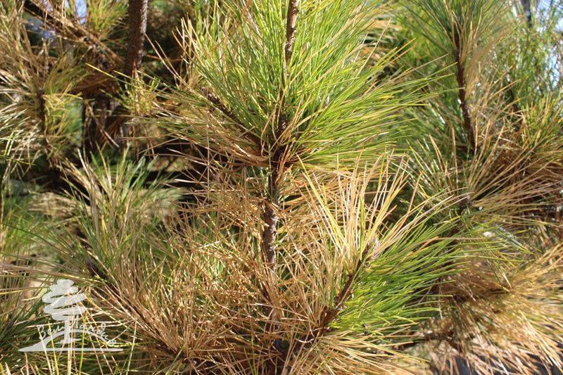 Услуги Садовника Богбон хизмати. Фумигация обработка деревьев.