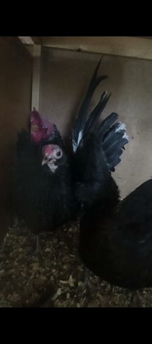 Yaponchalar sotiladi 2 makion 1 xoroz