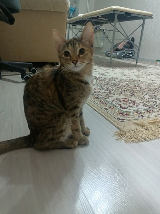 Отдам кошек 5 месяцев в любящие руки