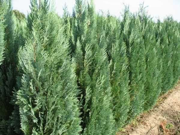 Vând tuia smarald și columnaris