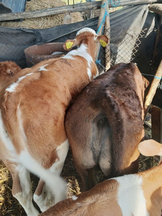 Vând 9 viței.  .
