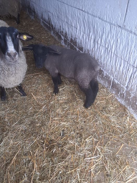 Suffolk berbecut anul acesta