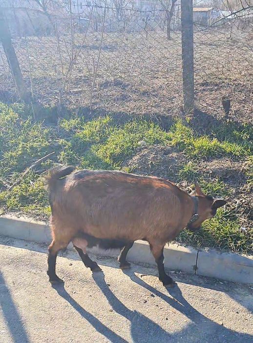 Vând Capră Alpin Francez