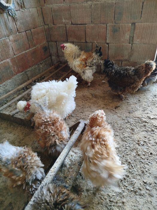 Ouă pentru incubat găini frizate