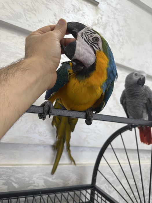 Продажа ручных попугаев Qo‘lga o‘rgatilgan to‘tiqushlar sotiladi