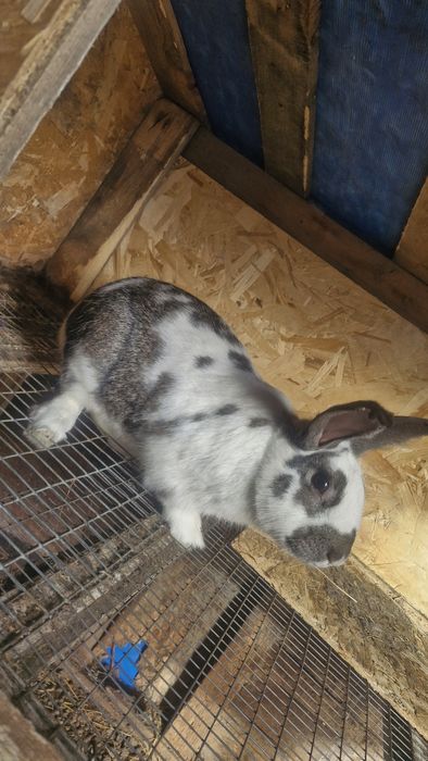 Продам или обмен крола