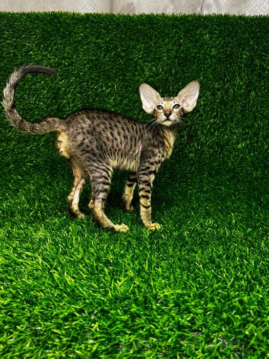 Котята Петерболды
