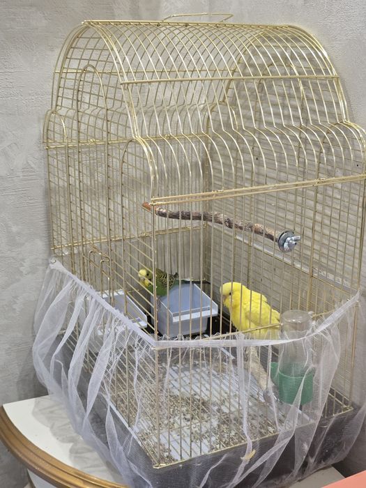 Волнистые попугаи