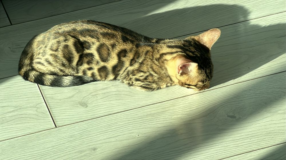 Бенгальский кот вязка