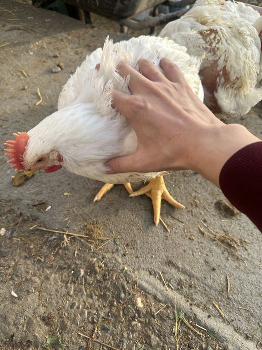 Бройлеры домашние