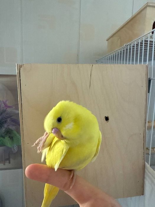 Подручной попугай/ volnisti popugay