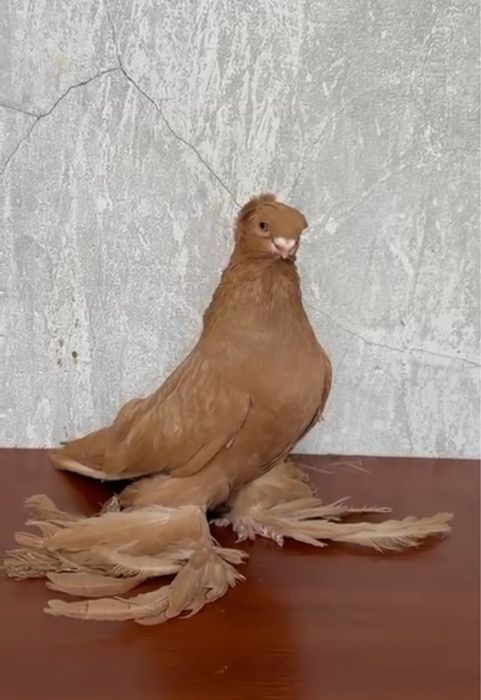 Продается голуби