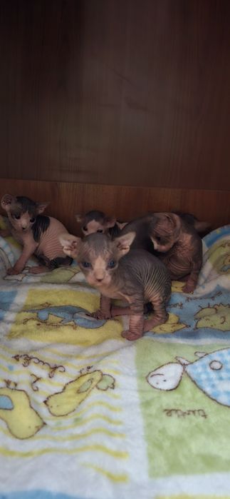 Котята канадского сфинкс!