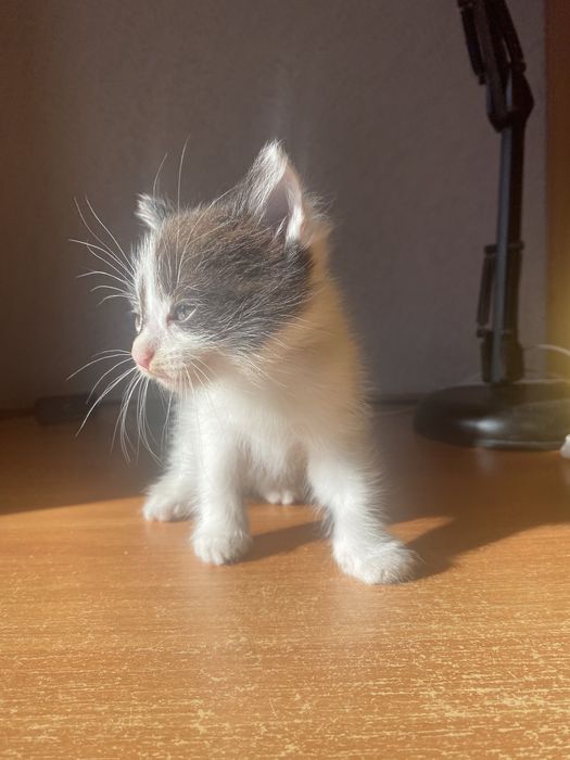 Отдам котенка(мальчика) в добрые руки