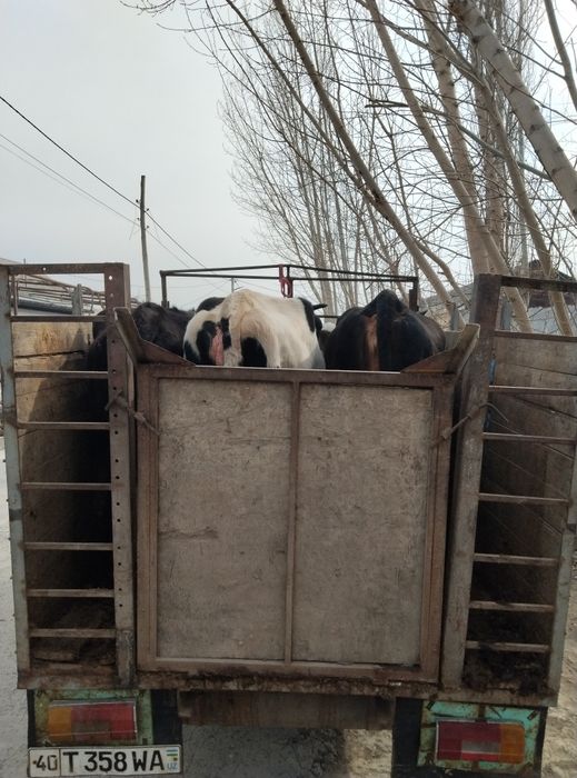 Jac sotiladi xolati yaxshi starix mator qilingan barter bor