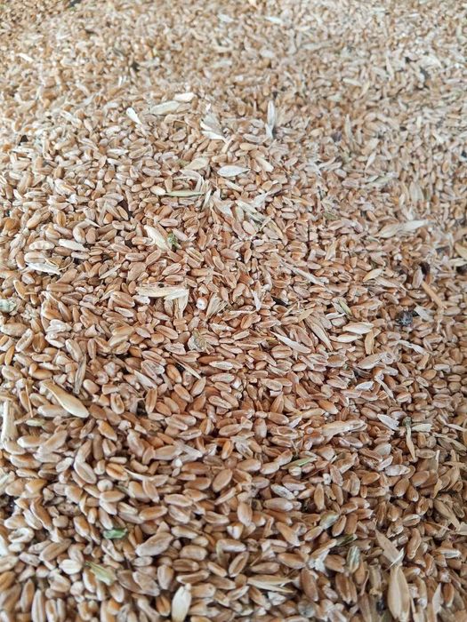 Продам зеро на корм, количество ограниченное