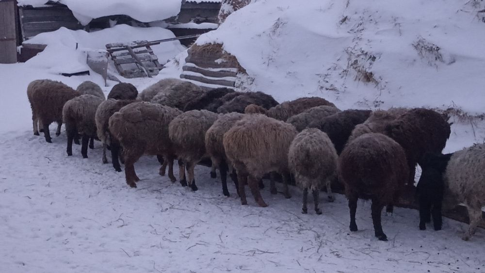 Продам баранов , 10 голов