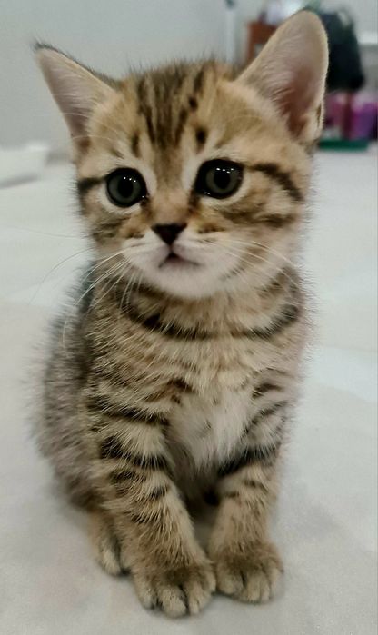 Британцы и шотландцы