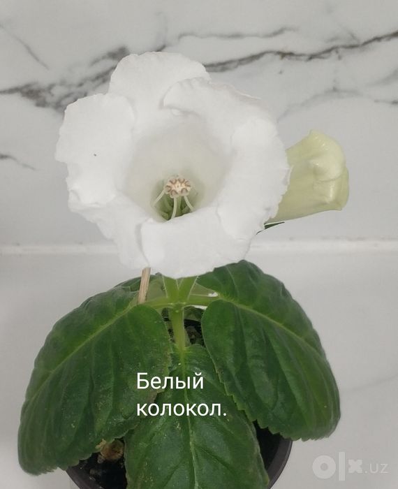 Цветущие не махровые глоксинии.