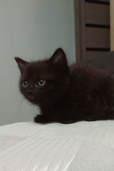 Котёнок Девочка В Добрые Руки