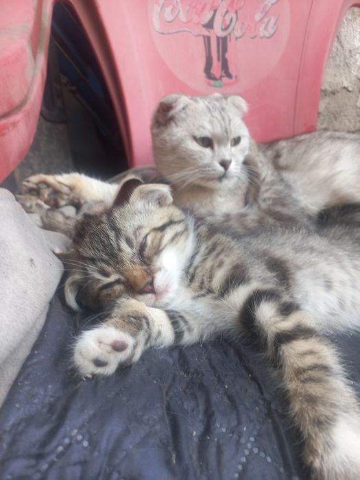 Девочка вислоушечка