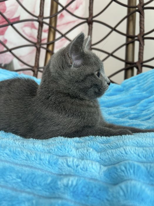 Отдам даром котенок