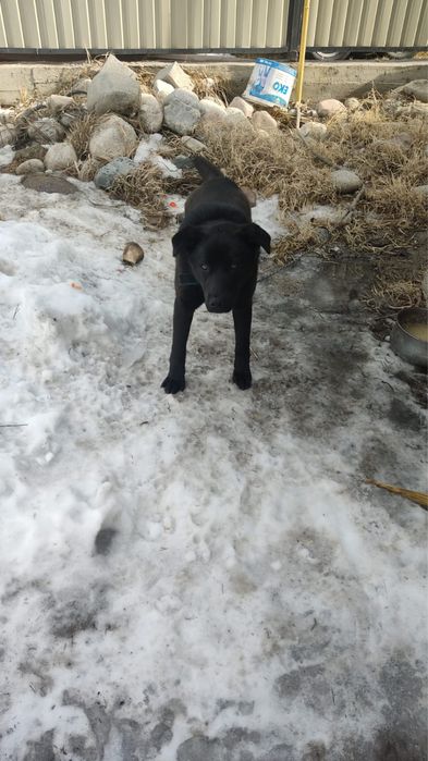 Лабрадор чистокровный 4 месяца