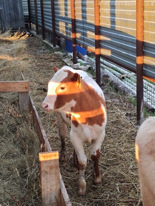 Продам 2 телочек 4 месяцев