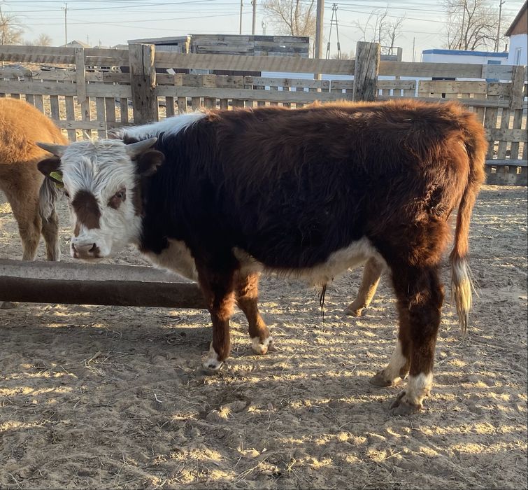 Букалар сатылады…