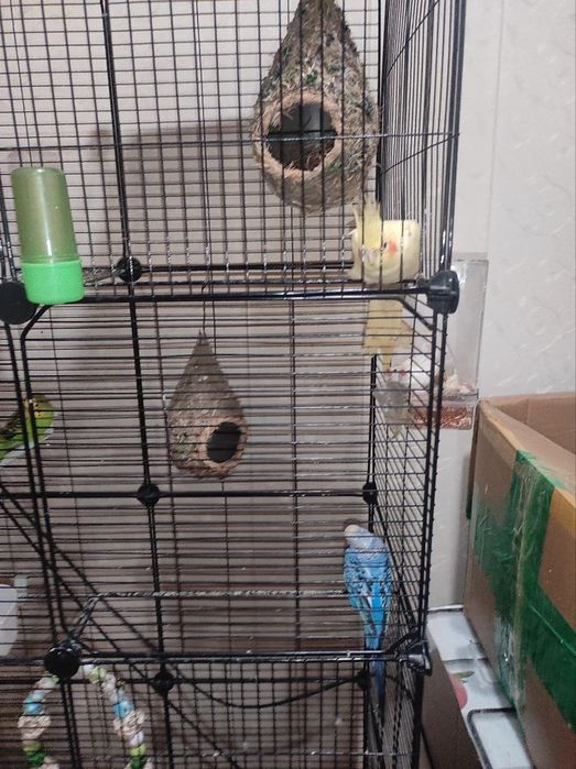 Qushlar sotiladi qafasi bilan