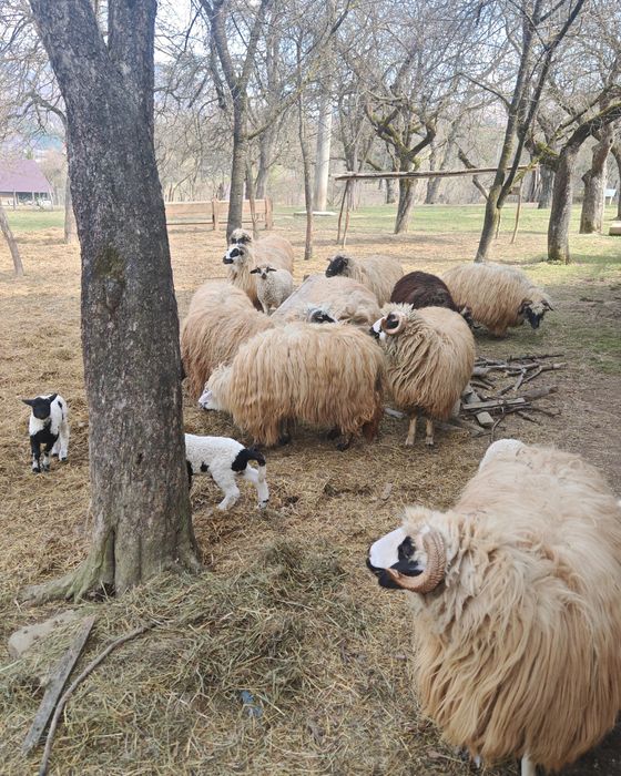 Vând oi cu miei!
