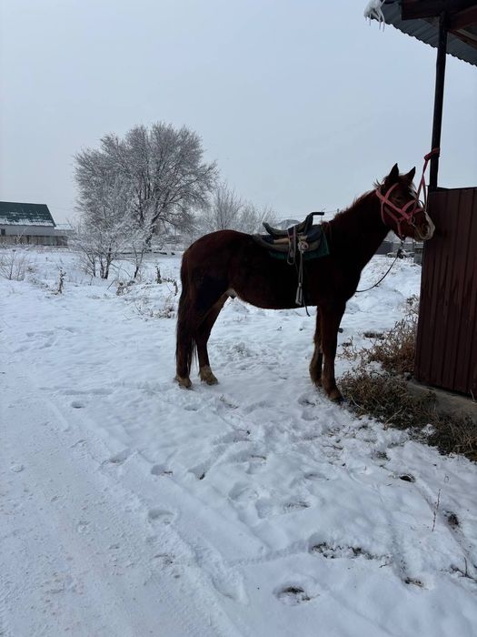 3 жасар полукровка сатылады
