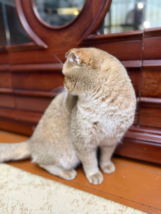 Шикарный кот шотландской вислоухой породы — золотая шиншилла