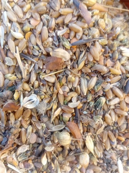 Продам зерноотходы пшеничные и чечевичные