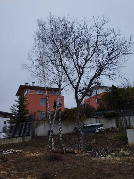 Подрязване на овощни дървета