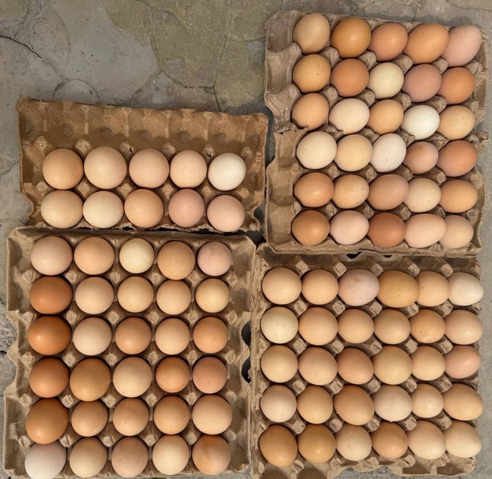 Продаю домашние яйца свежие каждый день