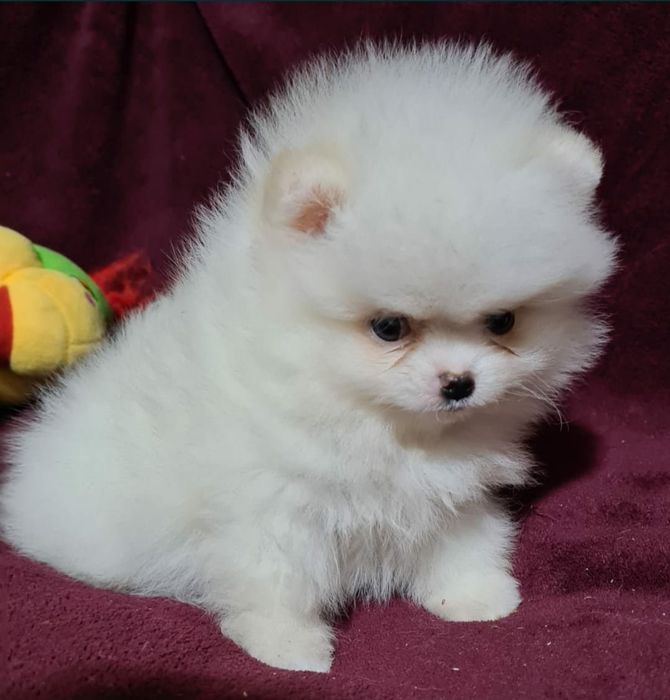 Продам щенков шпица