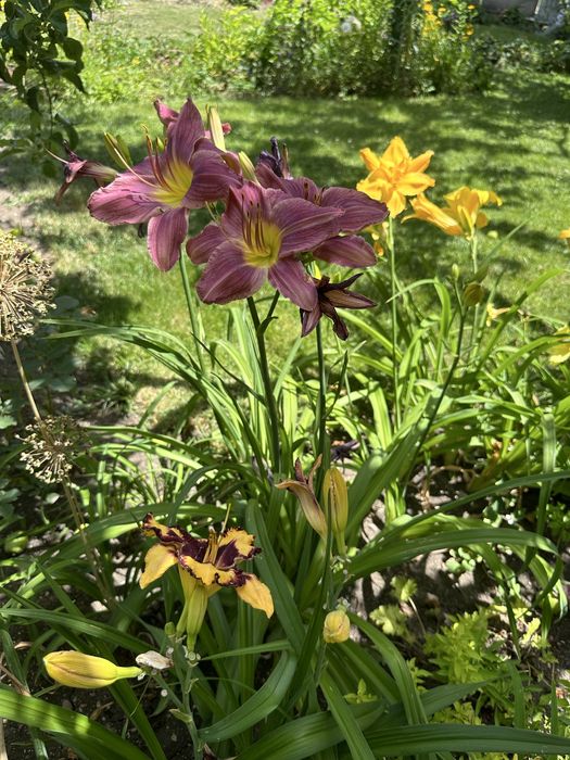 Хемерокалиси