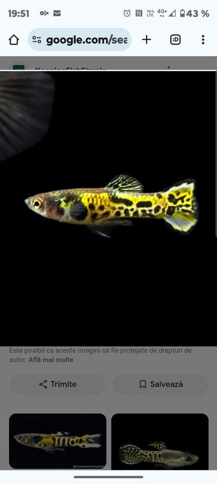 pesti acvariu , creveti ,crin gradina