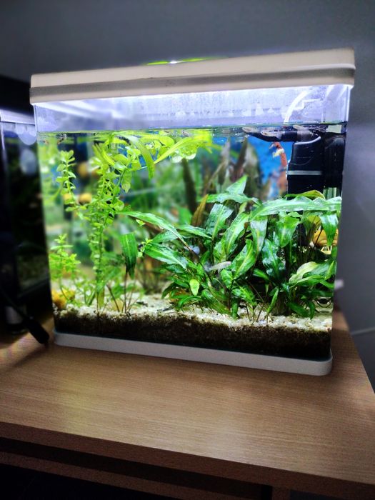 Vând acvarii complet echipate. Detalii in privat