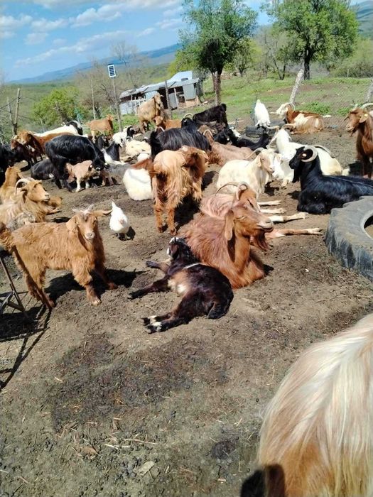 Продавам кози и ярета