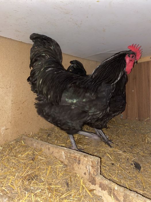 Cocosi australorp si araucana