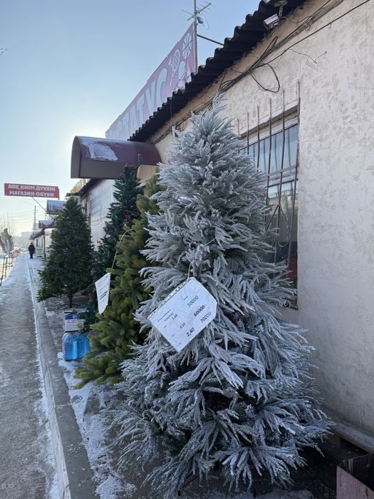 Продам елки, Костанай
