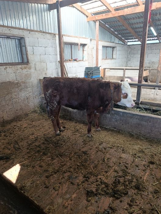 Продаются тёлки  белоголовые