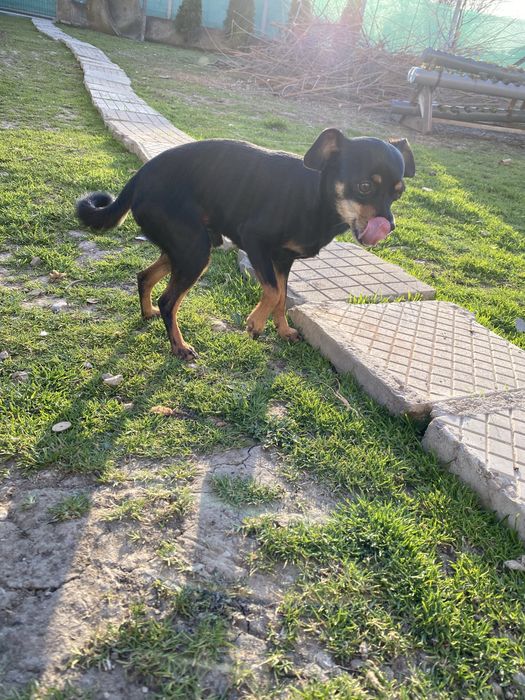 Продавам мини пинчер