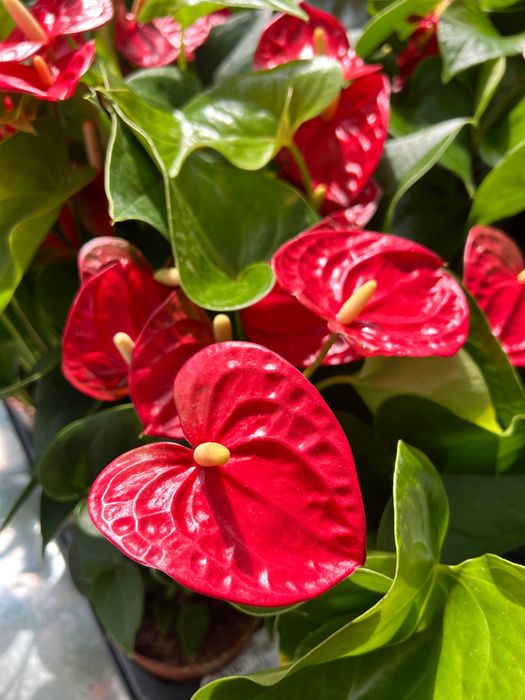 Anthurium An Jambo Red
