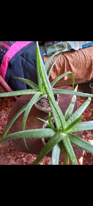 Продам алое лечебное