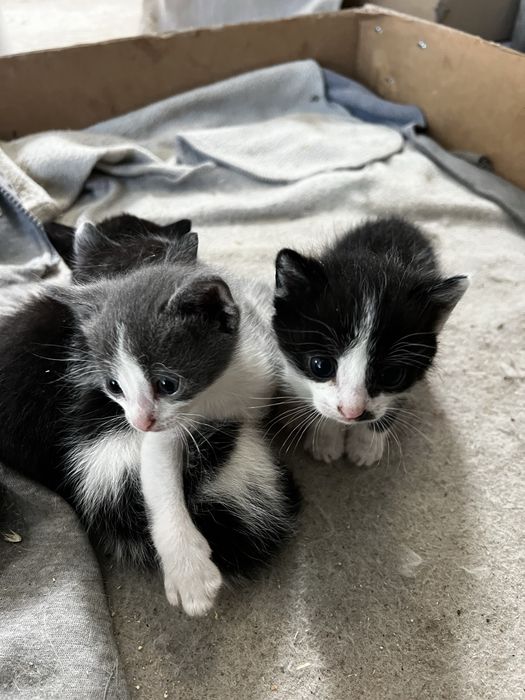 Котята бесплатно
