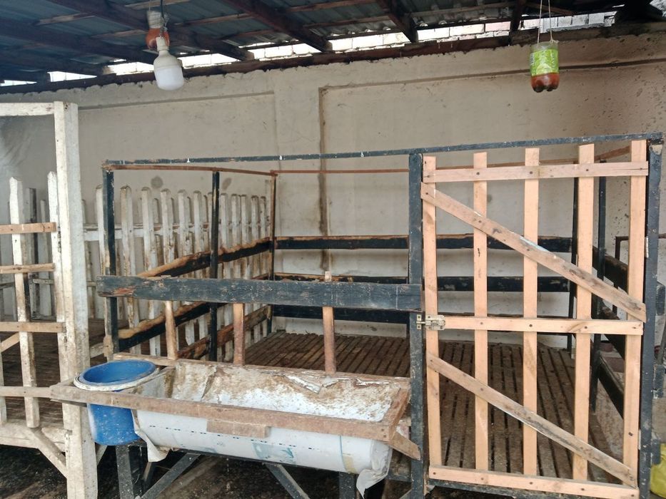 Кой хона 4 талик койга нархи хамйонбоб 
Пол тахтали куй хона 4 та куйг